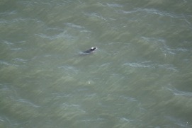 Missing Picture